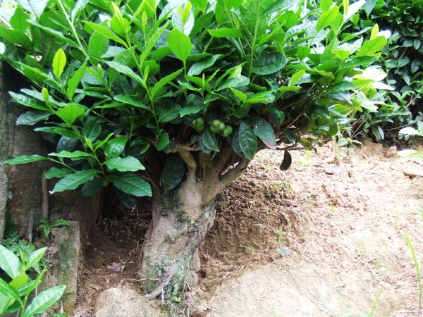 珍贵古树：岳西翠兰古茶树图片