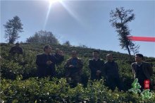 岳西县茶叶鲜叶采摘与加工工艺提升及茭白种苗繁育和高品质高效益栽培经验培