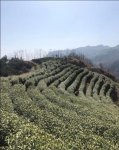 “岳西翠兰”国宾礼茶，安徽十大名茶之一百年一翠高山绿茶自