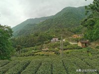 满山茶叶成脱贫致富“绿色银行”岳西石佛村于2016年首批出列整